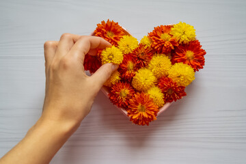 Woman's hand holds a yellow chrysanthemum flower over a decorative plate with chrysanthemums of heart shape. Flowers in the shape of a heart on a white wooden table. 