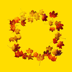 Colorful autumn leaves isolated on yellow background. Border frame of maple leaves.