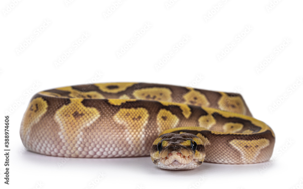 Poster baby female lesser pastel ballpython aka python regius. frobt view. isolated on white background.