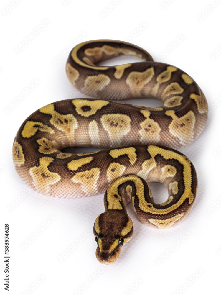 Aufkleber Baby female Lesser Pastel Ballpython aka Python Regius. Top view. Isolated on white background.