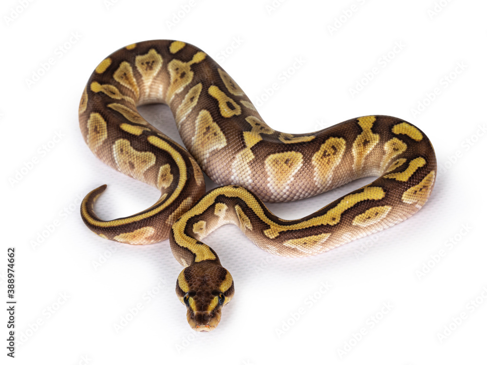 Poster baby female lesser pastel ballpython aka python regius. top view. isolated on white background.hite