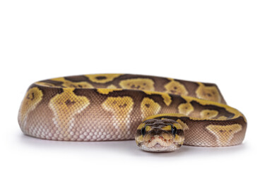 Baby female Lesser Pastel Ballpython aka Python Regius. Frobt view. Isolated on white background.