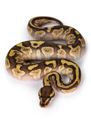 Baby female Lesser Pastel Ballpython aka Python Regius. Top view. Isolated on white background.
