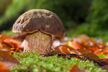 Penny Bun, Boletus edulis, Growing Wild On A Forest Floor Among Leaves. UK
