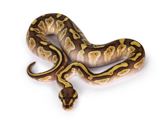 Baby female Lesser Pastel Ballpython aka Python Regius. Top view. Isolated on white background.hite