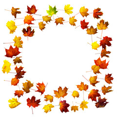 Colorful autumn leaves isolated on white background. Border frame of maple leaves.