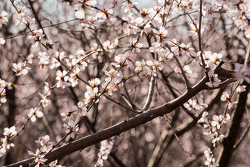 In spring, in the botanical garden in full bloom of peach blossom group