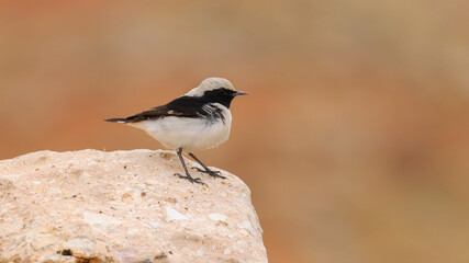 Fototapeta premium Finsch’s Wheatear (Oenanthe finschii) is a songbird that lives on mountain slopes at high altitudes