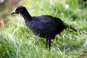 Poule d'eau (Gallinula chloropus)