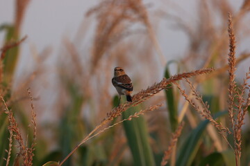 Siberian Stonechat bird on wheat branch at sunset in the afternoon ( Saxicola maurus ) 