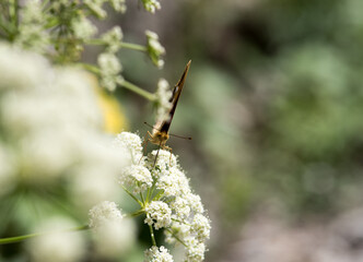 una bella farfalla si nutre di un fiore, macro di farfalla su un fiore colorato in estate