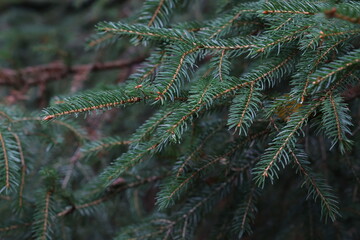 Fluffy green spruce branches in the forest