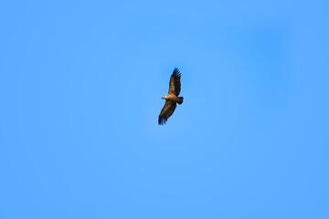 Griffon vulture flying with open wings in a blue sky on a sunny day. Raptor bird. Scavenger. Wildlife. Gyps Fulvus.