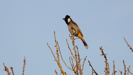White-eared Bulbul bird on tree branch