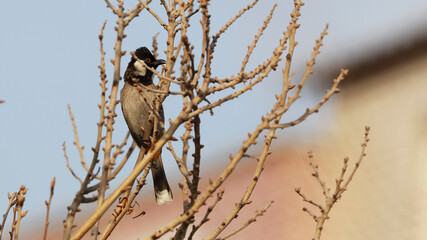 White-eared Bulbul bird on tree branch
