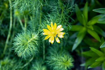wild flowers of the field grow in the grass in the meadow close-up