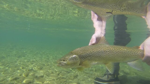 Underwater footage of a brown trout being released back into a river