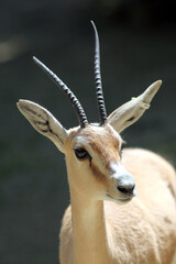 Gazelle leptocère (Gazella leptoceros)
