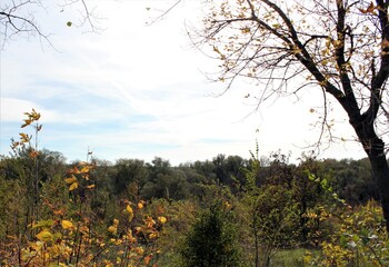 Naklejka premium Forest with yellow leaves on a fine autumn day