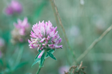 Pink clover in dew drops growing in summer green field at morning