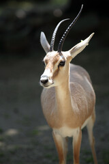 Gazelle leptocère (Gazella leptoceros)