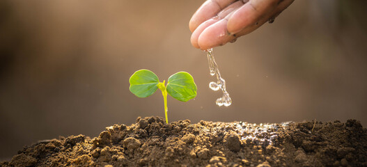 Environment day concept. Drop water on hand for growing tree. Protect the environment. Renewable...