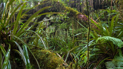 Fototapeta premium vegetation in the Jungle