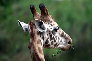 Girafe (giraffa camelopardalis) giraffe