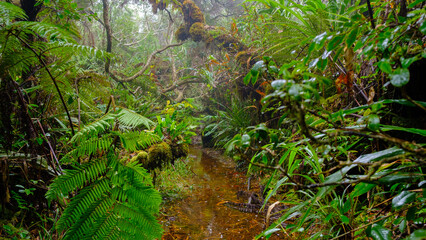 lush and vegetation in the jungle