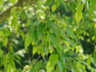 Südlicher Zürgelbaum 'Celtis australis' mit wechselständig Laubblätter, lang und flaumig behaart, scharf gesägtem Blattrand