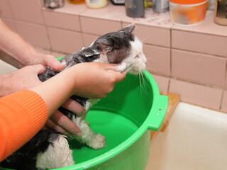 Human hands hold a wet cat over a basin in the bathroom, bathing animals, flea and tick prevention