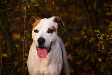 Happy american pitbull terrier dog posing in beautiful colorful autumn nature