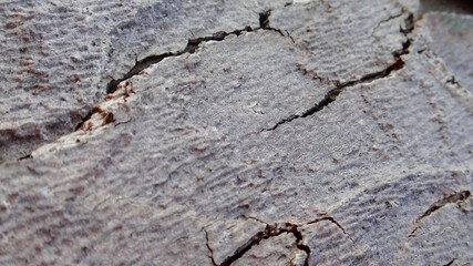 Wooden tree bark background