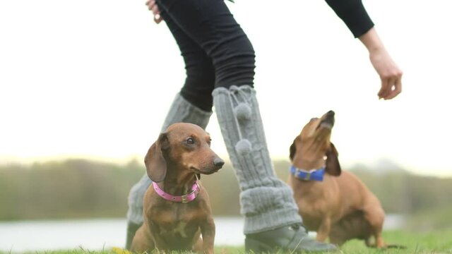 training a a dog on the lawn. little dachshund executes owner commands. the dog handler teaches the dog tricks. slow motion
