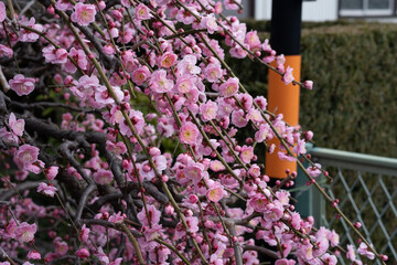 Obraz premium landscape in Gifu