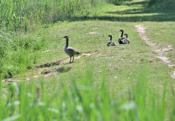 wild goose with young geese on the lake shore