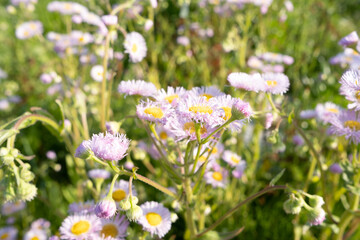 field of flowers