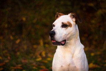 Obraz premium Happy american pitbull terrier dog posing in beautiful colorful autumn nature