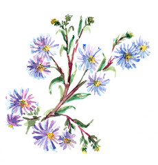 Meadow blue flowers with leaves painting in watercolor. Branch on white background. Floral illustration for decor.
