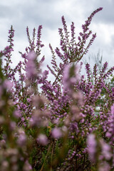 Purple heather flowers blooming against the sky near Mehlingen, Germany. 