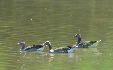 wild goose with young geese swims on the water
