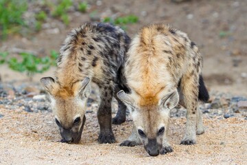 Hyenas by the road, two hyenas, African hyenas