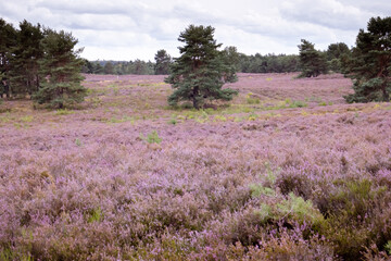 Obraz premium Trees in a blooming heather field at the end of summer in Mehlingen, Germany