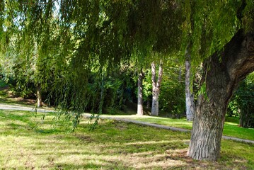 Willow trees with big trunk and the swaying green branches and leaves in park.