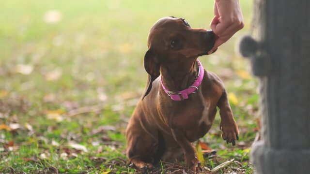 A beautiful dachshund puppy dog with sad eyes dog portrait. close up Shot video. Slow motion