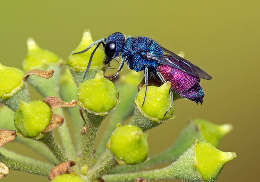 Image of cuckoo wasp.Chrysis mysticalis.Photo made in Catalonia,Spain.
