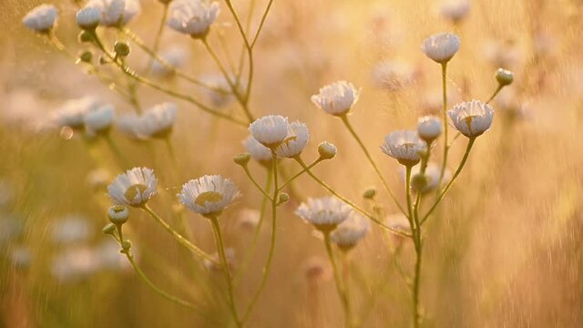 Daisy fleabane sunrise slow motion