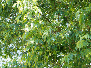 Obraz premium 'Celtis australis' Südliche oder europäische Zürgelbaum mit Blattoberseite dunkelgrün, graugrün Unterseite, scharf gesägtem Blattrand