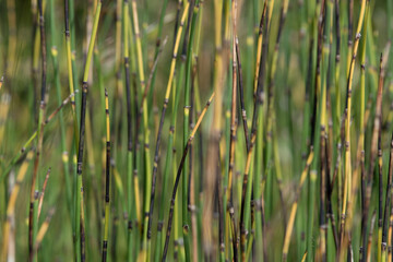 splendida texture creata dalla natura