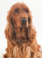 cocker spaniel portrait